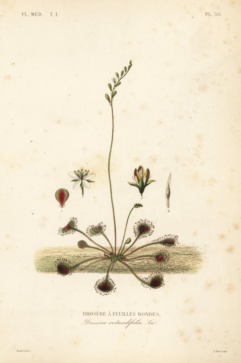 rosiczka okrągłolistna lub rosiczka okrągłolistna, Drosera rotundifolia, Droserie a feuilles rondes autorstwa Unbekannt