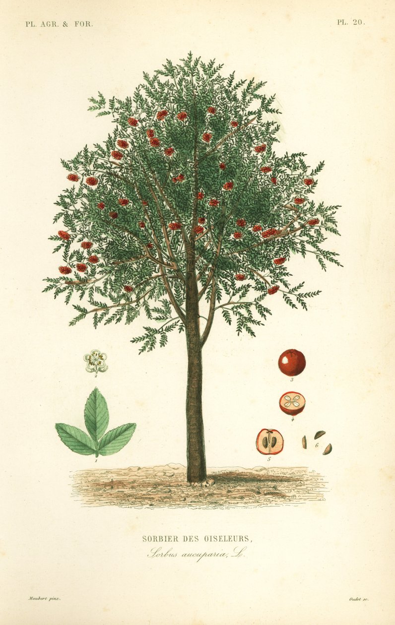 Jarzębina lub jarzębina, Sorbus aucuparia, Sorbier of the Oiselers autorstwa Unbekannt