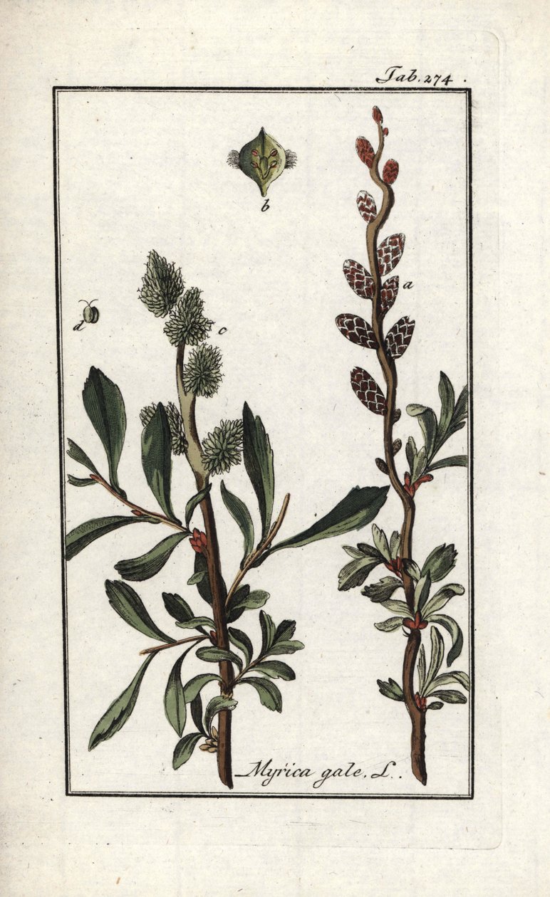 Pieprz królewski lub mirt błotny (Myrica gale). Litografia z "Afbeelding der Artseny-Gewassen" Johannesa Zorna (1739-1799), Holandia autorstwa Unbekannter Künstler