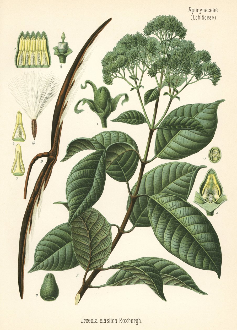 Drzewo kauczukowe, Urceola elastica. Chromolitografia na podstawie ilustracji botanicznej z książki Hermanna Adolpha Koehlera Rośliny lecznicze, pod redakcją Gustava Pabsta, Koehler, Niemcy. autorstwa Unbekannter Künstler