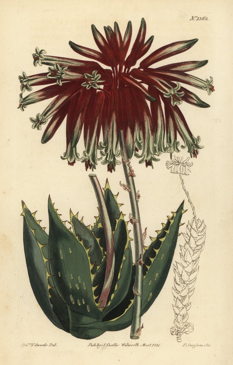 Aloes gruzowy lub aloes mitra, Aloe perfoliata (najmniejszy aloes mitra, Aloe mitraeformis brevifolia) autorstwa Unbekannt