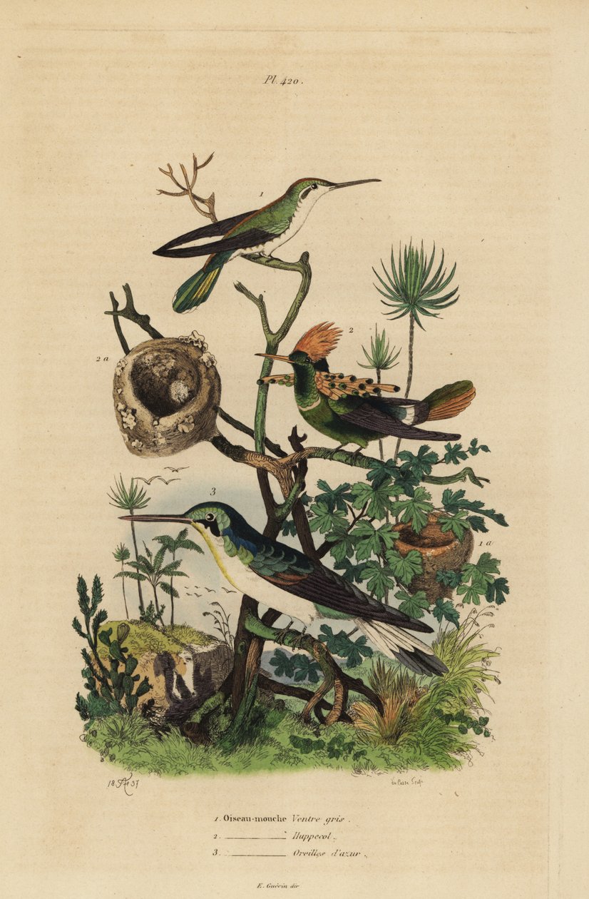 Koliber rudy, Amazilia tzacatl, Czernica kokietka, Lophornis ornatus i wróżka czarnoucha, Heliothryx auritus Koliber szarobrzuchy, czubaty kołnierz, lazurowe uszy autorstwa Unbekannt