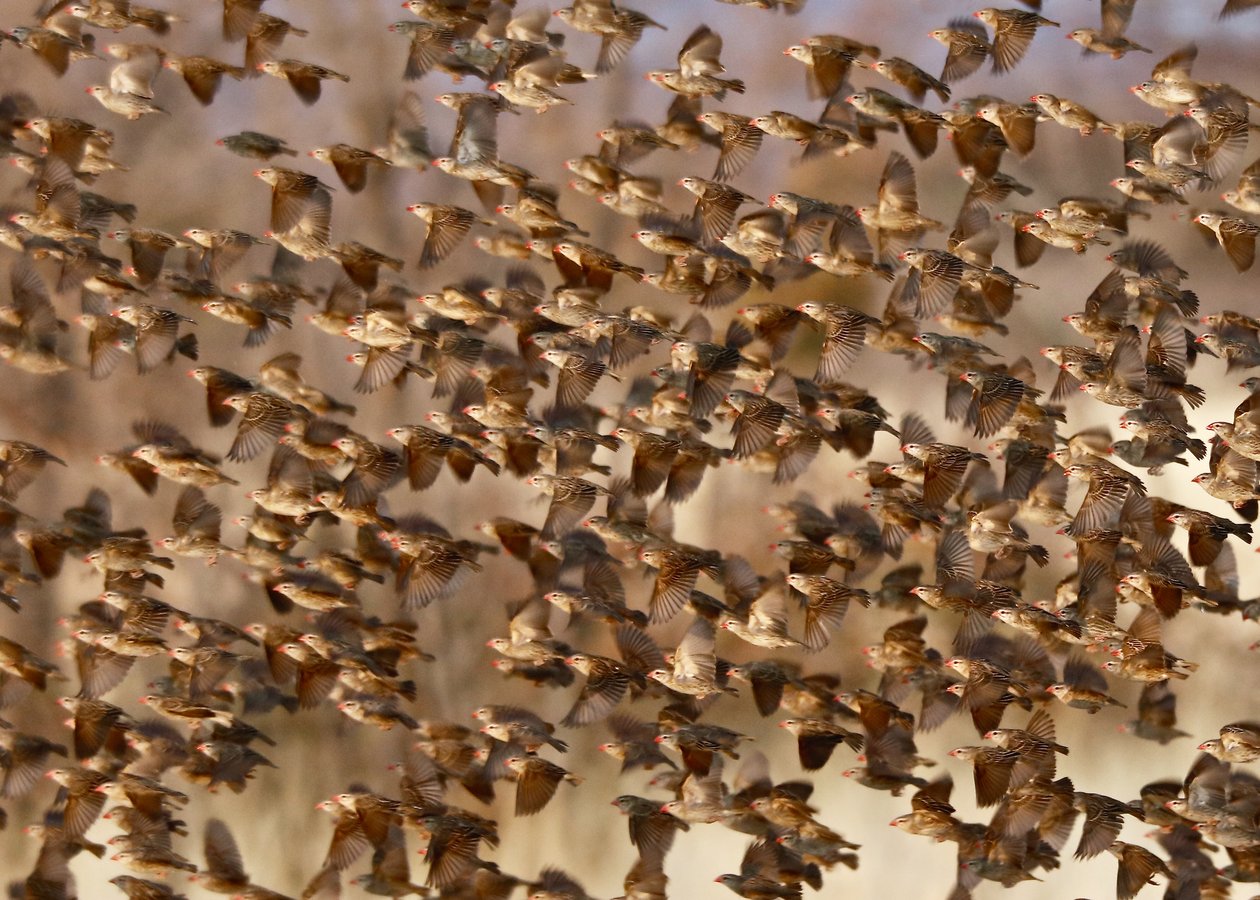 Bezpieczeństwo w Liczbach 3 (quelea czerwonodzioby), Namibia, 2018 (zdjęcie) autorstwa Unbekannter Künstler