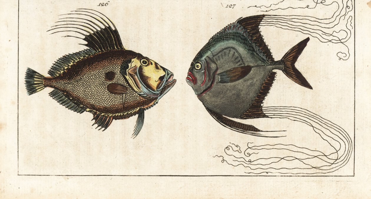 Święty kamień (lub kura morska, doree lub zee) - nić szewska (lub pierzasta karanga) - John Dory, Zeus faber 126, i afrykański pompano, Alectis ciliaris 127. Ręcznie kolorowany miedzioryt z Encyklopedii Historii Naturalnej Gottlieba Tobiasa Wilhelma: Ryby, autorstwa Unbekannter Künstler