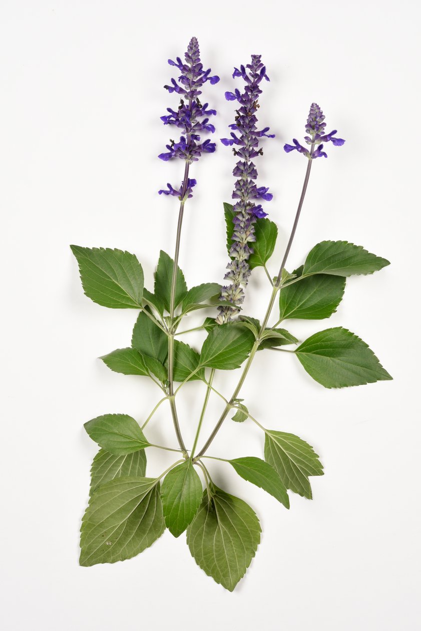 Salvia longispicata (s) farinacea/Big Blue/Hybrid Sage autorstwa Unbekannt