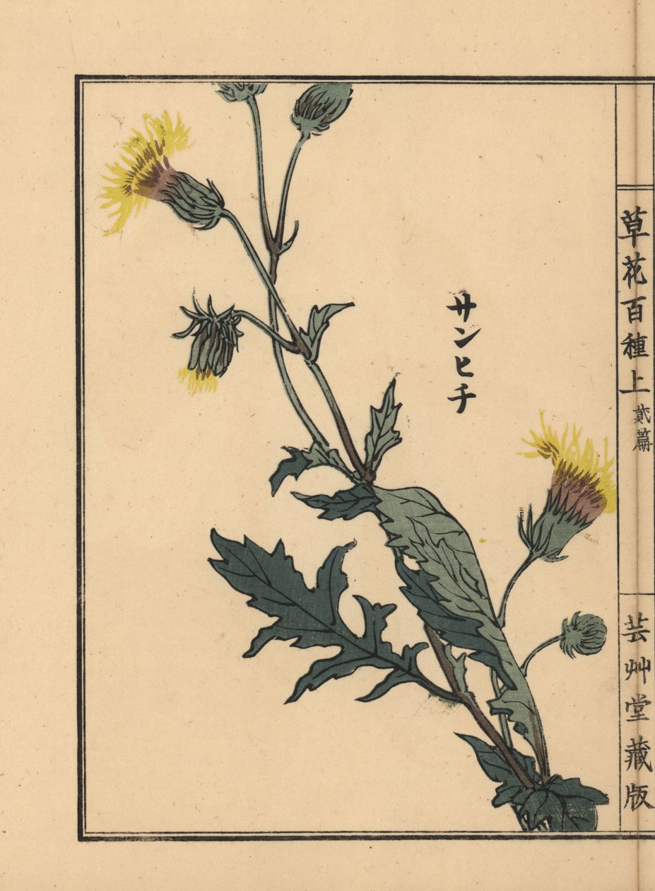 Sanhichisou lub japońska męczennica purpurowa, Gynura japonica. Ręcznie kolorowany drzeworyt autorstwa Kono Bairei z Kusa Bana Hyakushu (Sto odmian kwiatów), Tokio, Yamada autorstwa Unbekannter Künstler