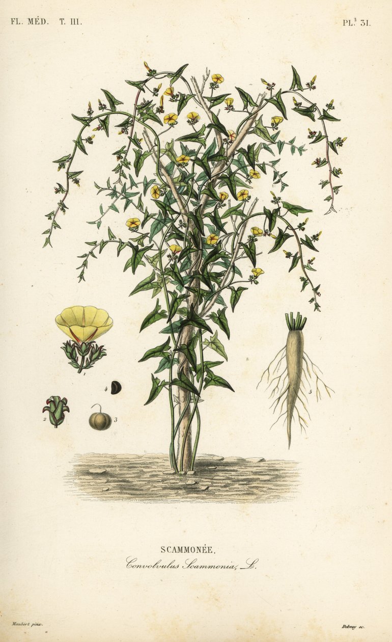 Scammony, Convolvulus scammonia, Scammonee autorstwa Unbekannt
