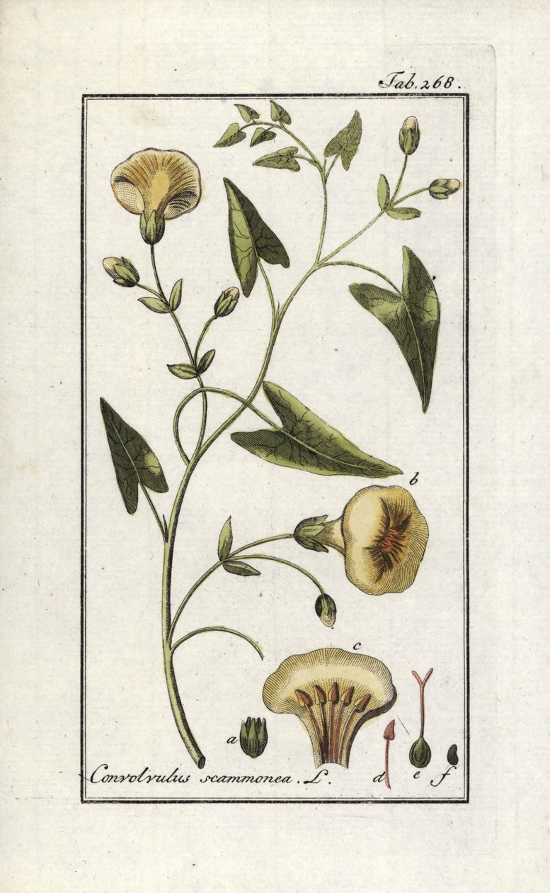 Powój (Convolvulus scammonia). Litografia z "Afbeelding der Artseny-Gewassen" Johannesa Zorna (1739-1799), Holandia autorstwa Unbekannter Künstler