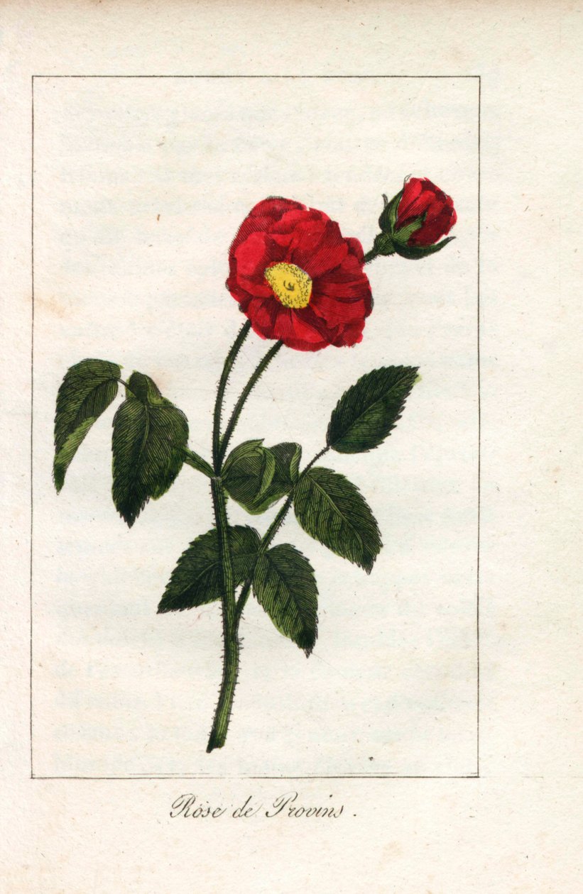 Szkarłatny róż prowansalski, róża z Provins, Rosa gallica. Ręcznie kolorowany miedzioryt z ilustracji panny Prudhomme z "Hommage rendu a la Rose", Paryż, około 1815 roku. Książka upominkowa z historią róży i tuzinem miniatur botanicznych. autorstwa Unbekannter Künstler
