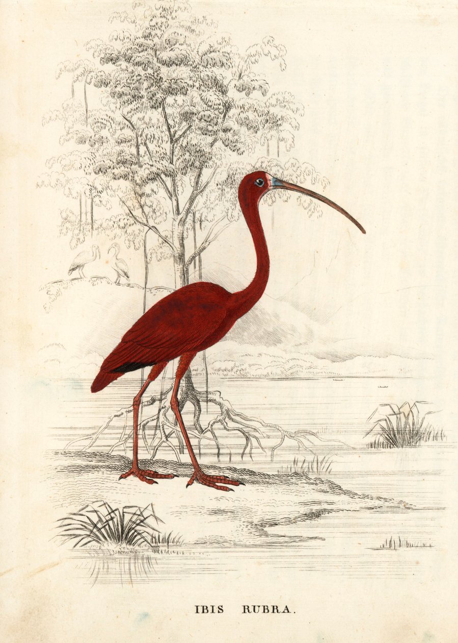 Ibis szkarłatny, Eudocimus ruber (Ibis rubra). Ręcznie kolorowany staloryt z Galerii Historii Naturalnej Georga Friedricha Treitschke, Naturhistorischer Bildersaal des Thierreiches, Liepzig. autorstwa Unbekannter Künstler