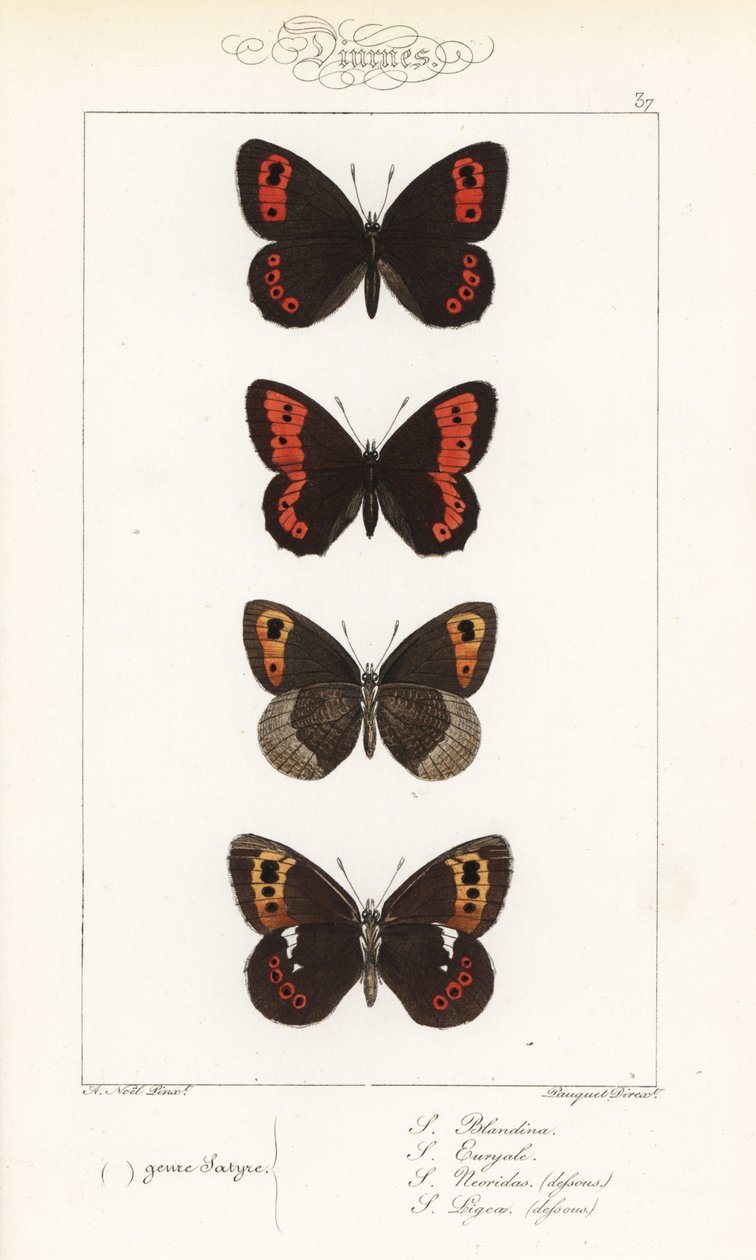 Argus szkocki, Erebia aethiops, obrączka duża, Erebia euryale, obrączka jesienna, Erebia neoridas (brzuszna) i Arran brązowy, Erebia ligea (brzuszna). Ręcznie kolorowany staloryt wykonany przez braci Pauquet na podstawie ilustracji Alexisa Nicolasa Noela z autorstwa Unbekannter Künstler