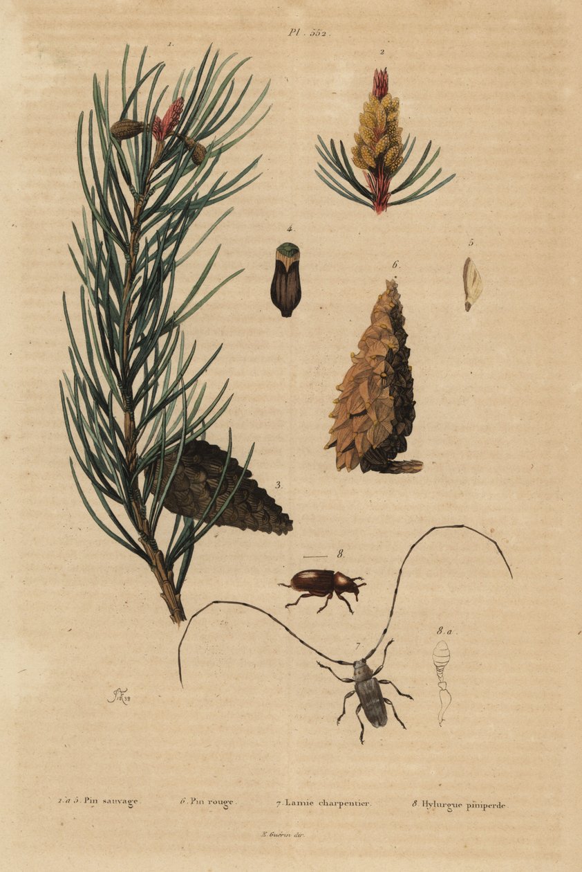Sosna zwyczajna, Pinus sylvestris 1-5 i sosna czerwona lub norweska, Pinus resinosa 6, chrząszcz tkacz, Lamia textor 7 i chrząszcz sosna, Tomicus piniperda 8 autorstwa Unbekannt