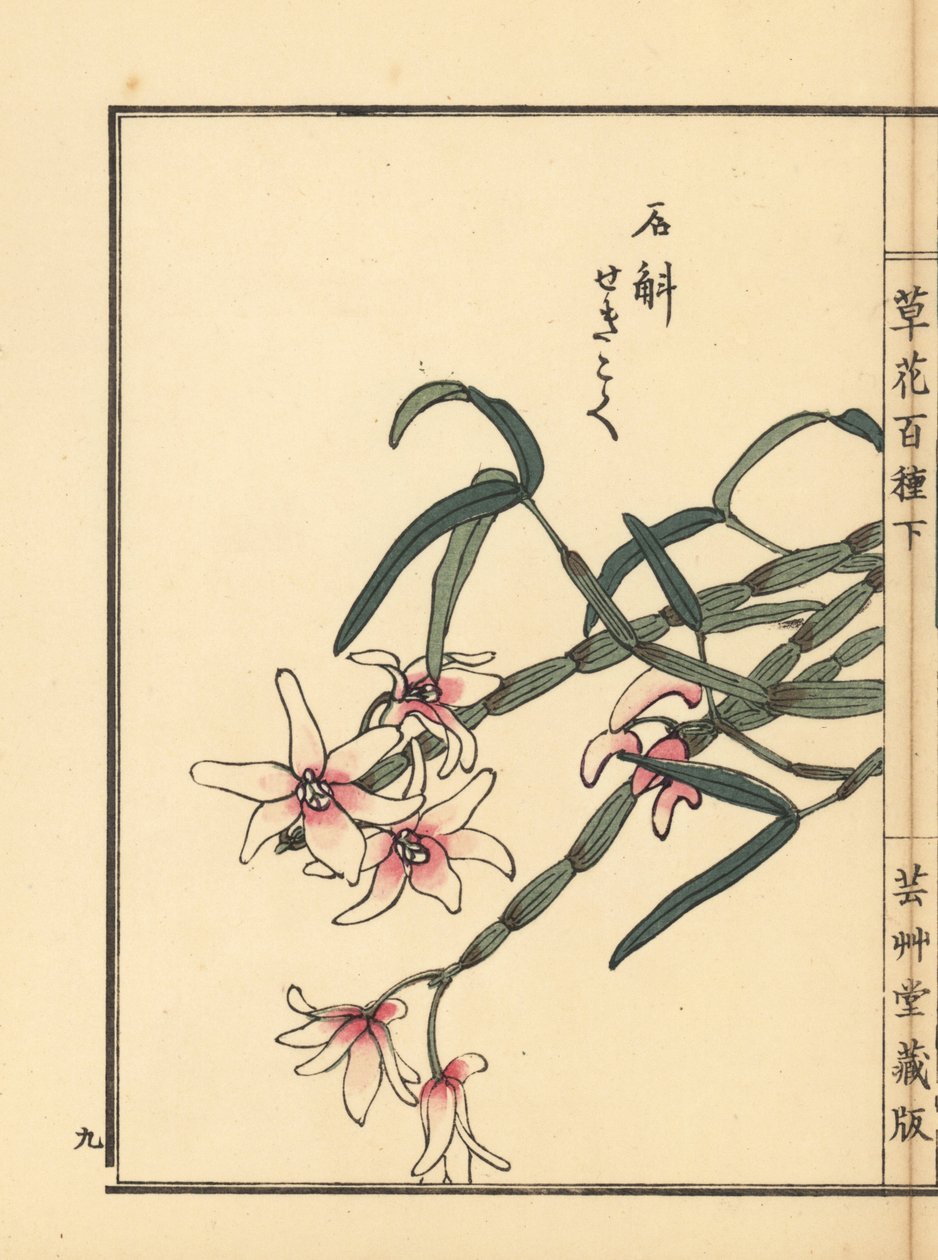 Sekkoku, dendrobium Mohla lub japońska orchidea kamienna, Dendrobium moniliforme. Ręcznie kolorowany drzeworyt autorstwa Kono Bairei z Kusa Bana Hyakushu (Sto odmian kwiatów), Tokio, Yamada autorstwa Unbekannter Künstler