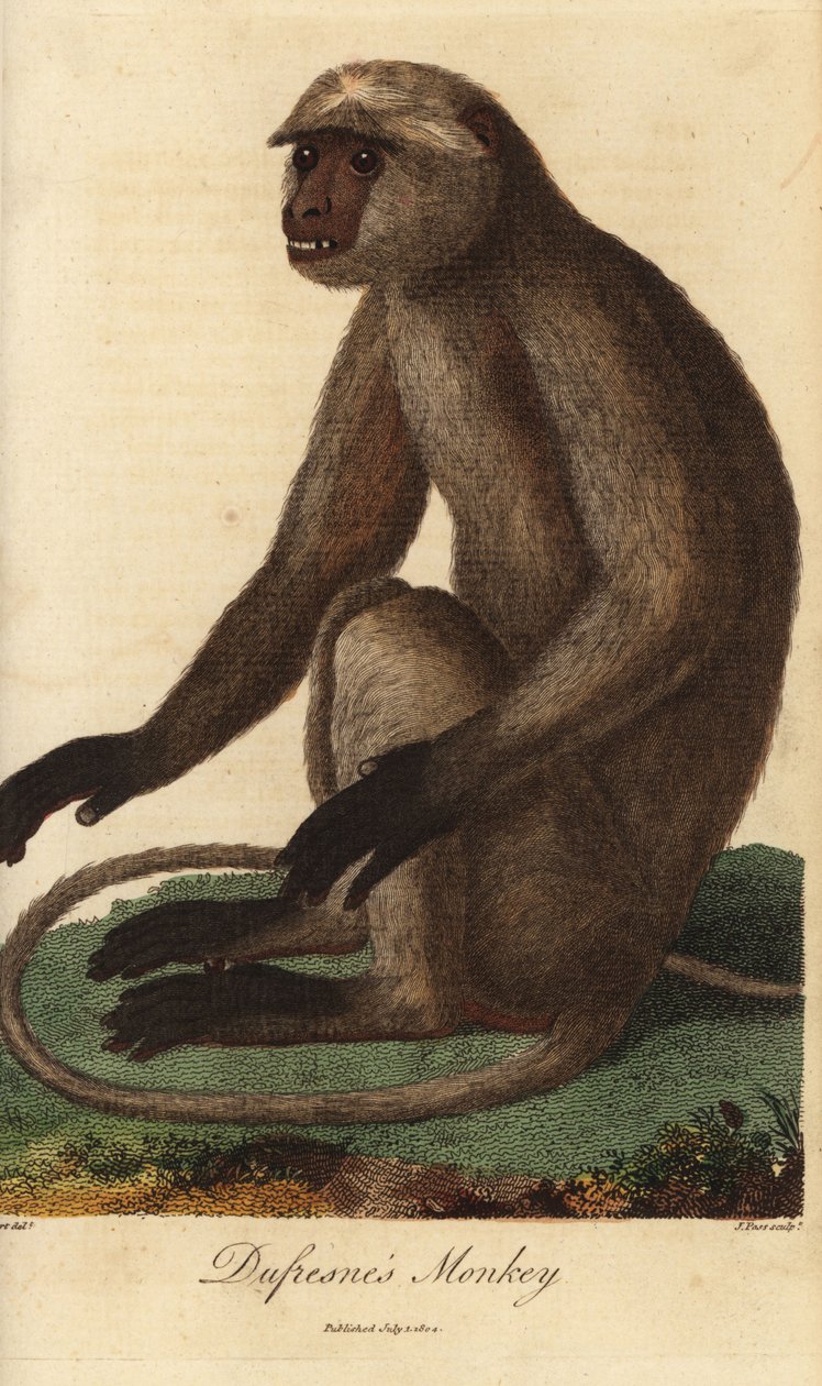 Semnopitheque entelle - Szary langur lub Hanuman langur, Semnopithecus entellus (małpa Dufresne