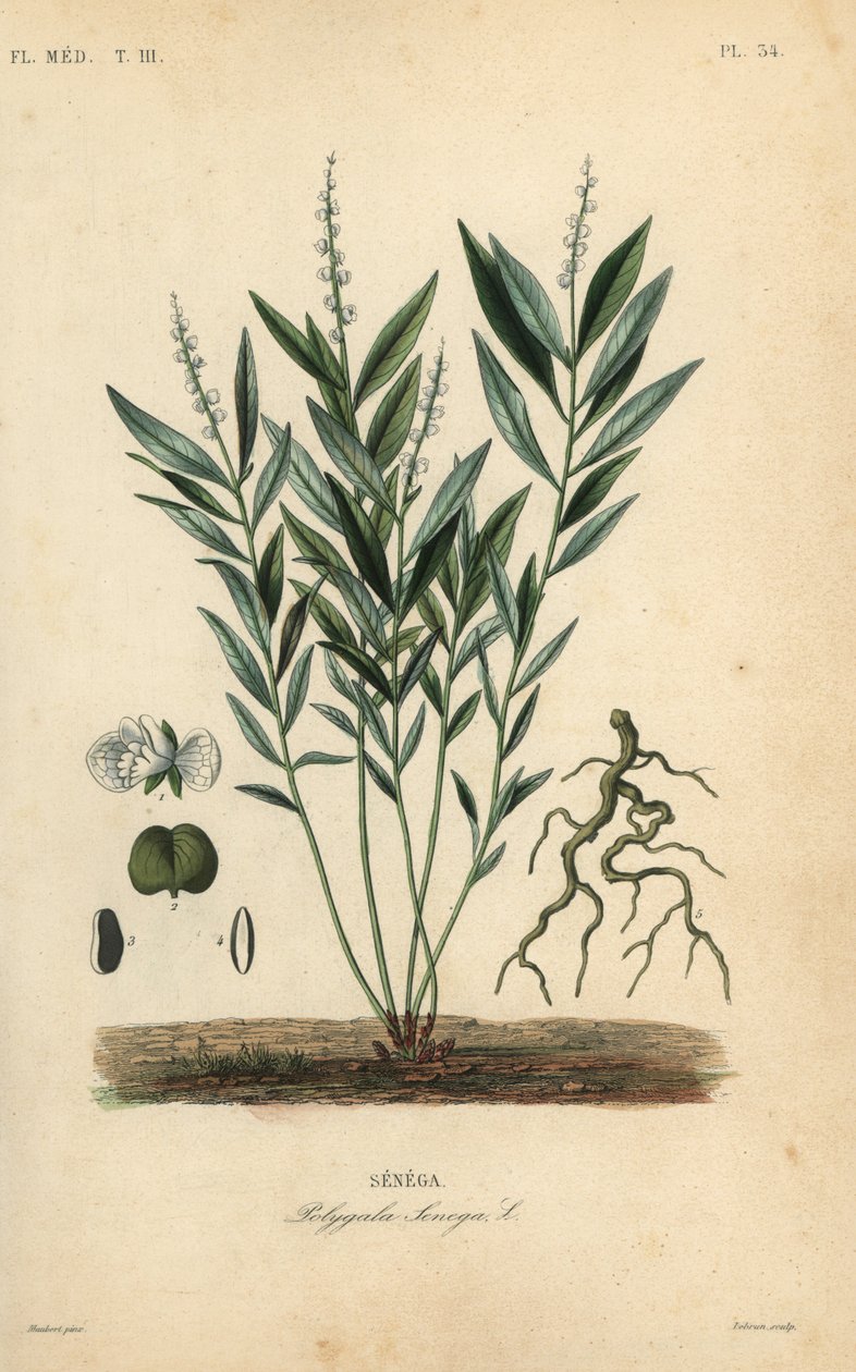Seneka korzeń węża lub korzeń grzechotnika, Polygala senega, Senega autorstwa Unbekannt