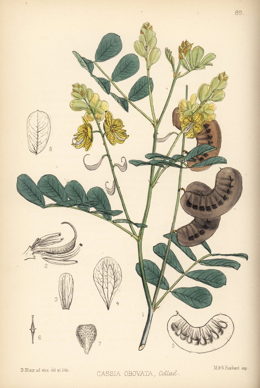 Senegal senna, senna włoska lub senna Port Royal, Senna italica (Cassia obovata). Ręcznie kolorowana litografia autorstwa Hanharta na podstawie botanicznej ilustracji Davida Blaira z "Medicinal Plants" Roberta Bentleya i Henry