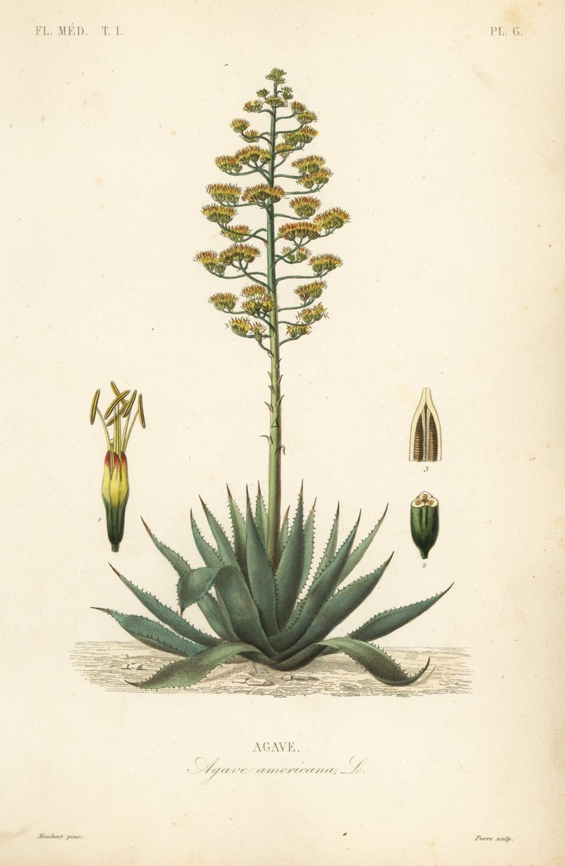 Roślina wartownicza, roślina wieku, maguey lub aloes amerykański, Agave americana, Agave autorstwa Unbekannt
