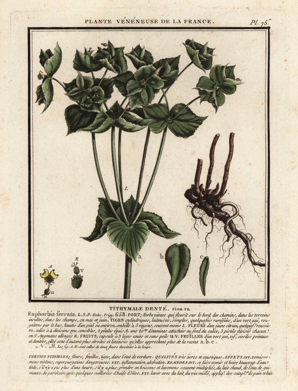 Wilczomlecz ząbkowany, Euphorbia serrata. autorstwa Unbekannter Künstler