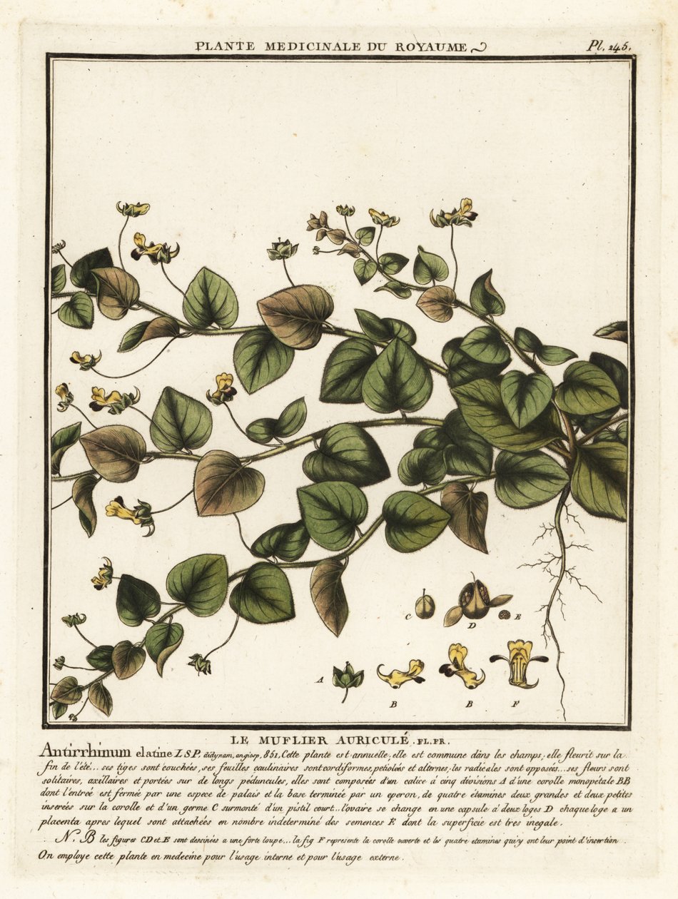 Sharpleaf cancerwort, Kickxia elatine. autorstwa Unbekannter Künstler