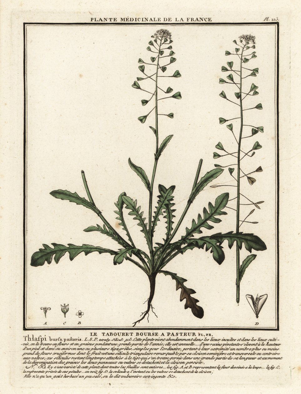 Torebka pasterska, Capsella bursa-pastoris. autorstwa Unbekannter Künstler