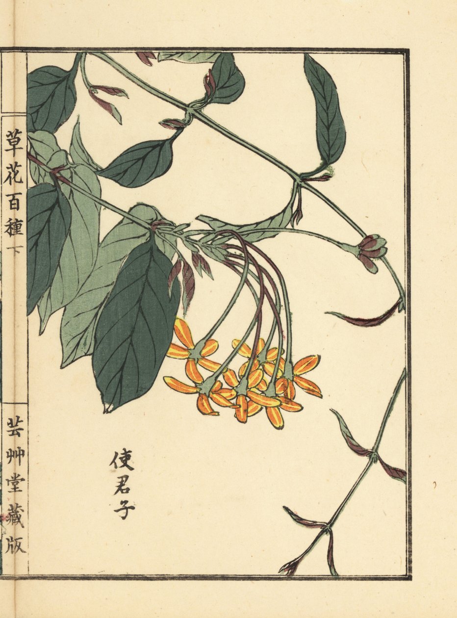 Shikunshi, chiński wiciokrzew lub pnącze Rangoon, Combretum indicum (ręcznie kolorowany drzeworyt autorstwa Kono Bairei z Kusa Bana Hyakushu (Sto odmian kwiatów), Tokio: Yamada autorstwa Unbekannter Künstler