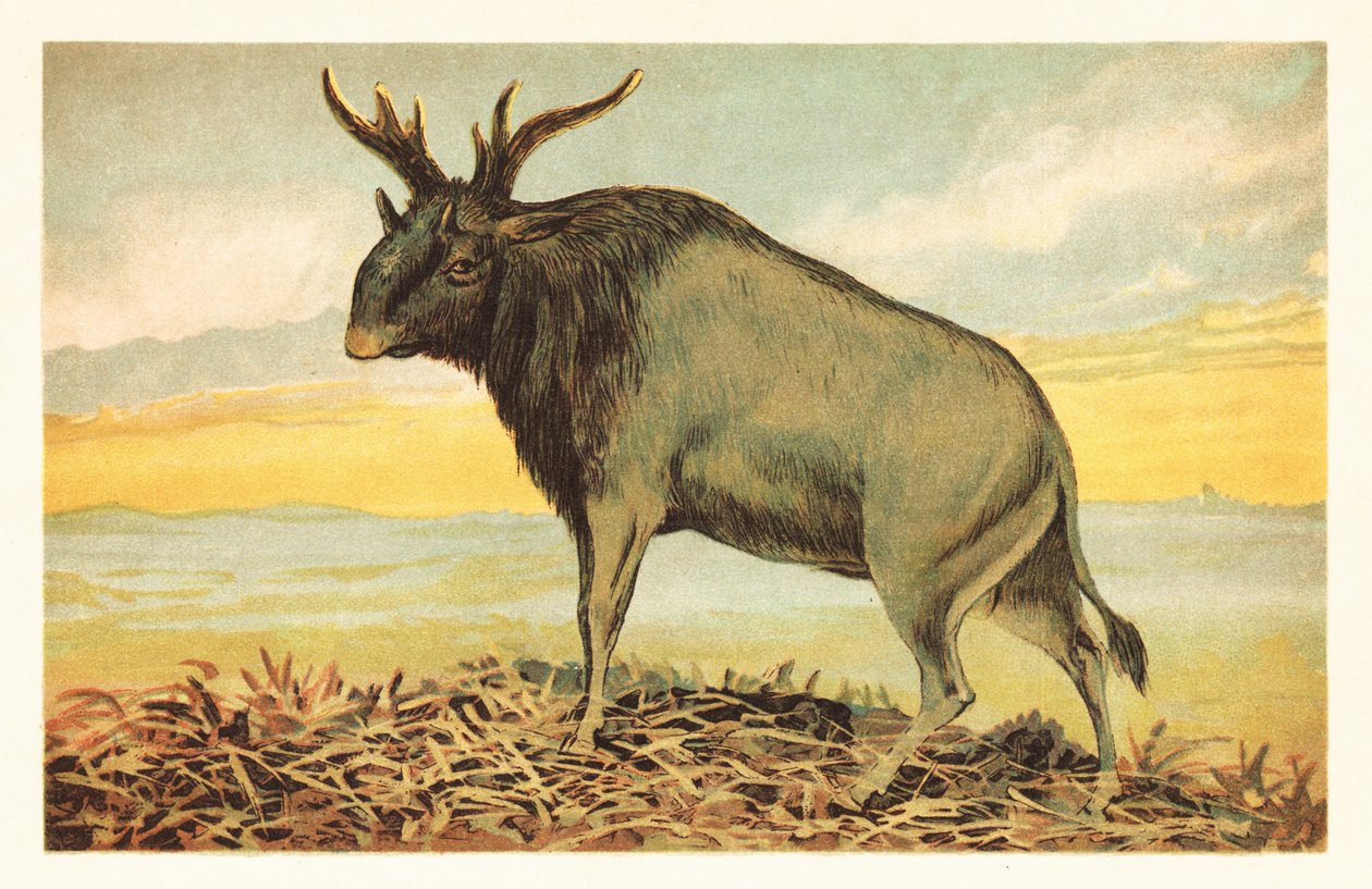 Bestia Śiwy, Sivatherium giganteum.1908 (litografia) autorstwa Unbekannter Künstler