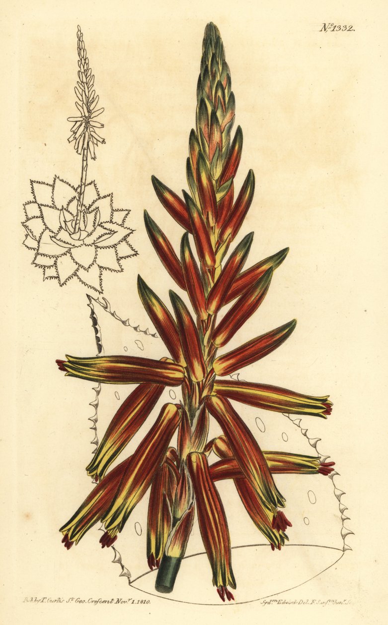 Aloes krótkolistny, Aloe brevifolia var autorstwa Unbekannt