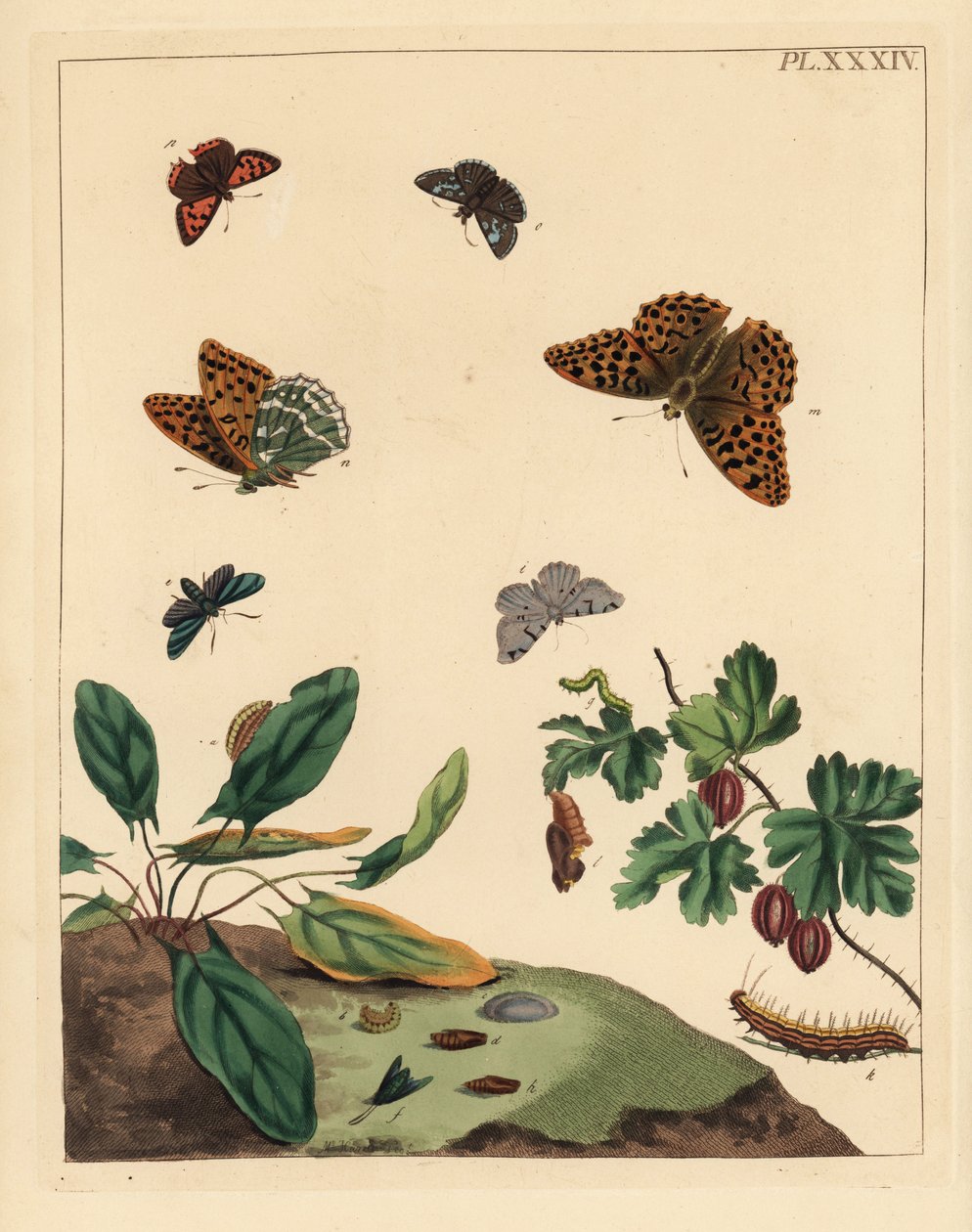 Srebrzysty motyl fritillary, Argynnis paphia, ćma leśna, Adscita statices, L. lub ćma agrestowa, Halia vauaria, mały motyl miedziany, Lycaena phlaeas, dingy skipper, Erynnis tages i krzew agrestu, Ribes grossularia. Ręcznie kolorowana litografia autorstwa Unbekannter Künstler