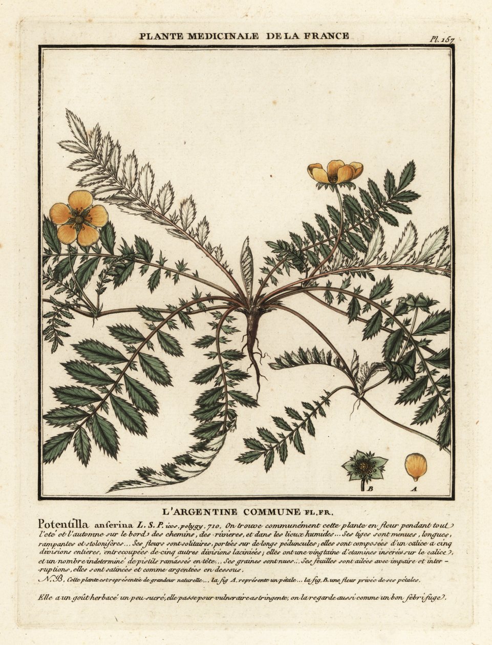 Silverweed, Potentilla anserina. autorstwa Unbekannter Künstler