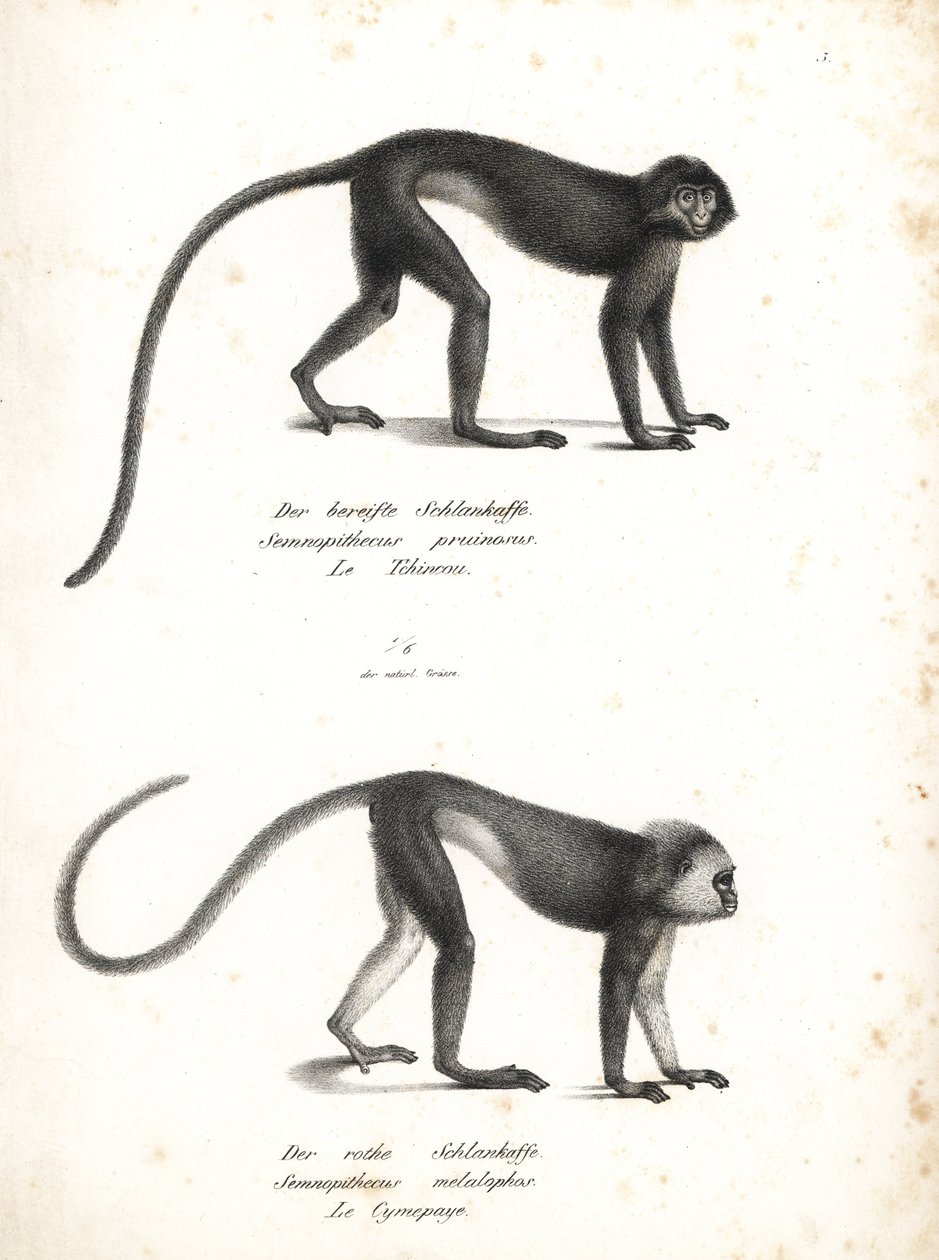 Lutung srebrzysty, Trachypithecus cristatus (Semnopithecus pruinosus) i surili sumatrzańskie, Presbytis melalophos (Semnopithecus melalophos) zagrożone wyginięciem. Litografia autorstwa Karla Josepha Brodtmanna z Ilustrowanej historii naturalnej zwierząt H autorstwa Unbekannter Künstler