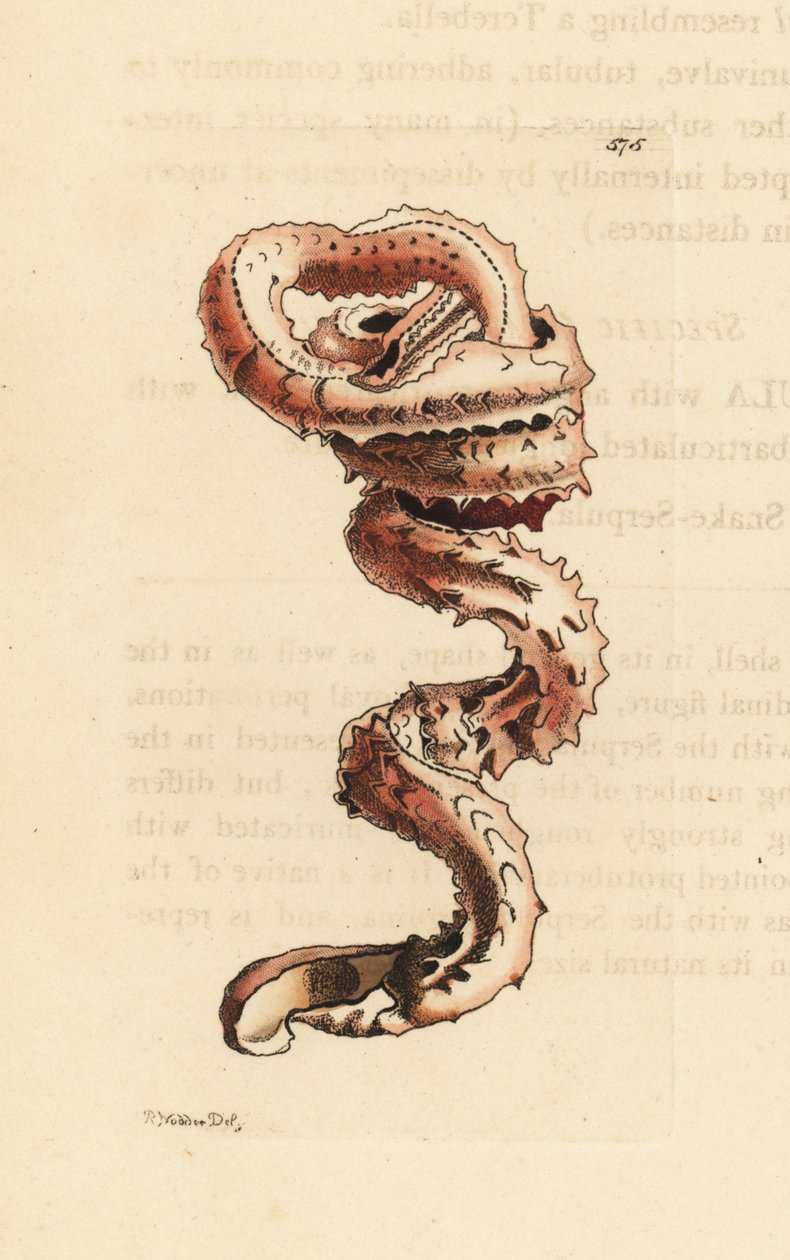 Muszla ślimaka szczelinowego, Tenagodus anguinus (Muricated serpula, Serpula muricata). Ilustracja narysowana i wygrawerowana przez Richarda Polydore