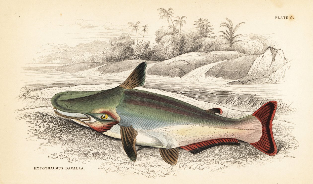Sum zboczowy, Ageneiosus inermis (Dawalla of the Arawaaks, Hypothalmus davalla). Ręcznie kolorowany staloryt autorstwa W.H. Lizarsa na podstawie ilustracji Jamesa Stewarta z Fishes of Guiana Roberta Schomburga, części Naturalist