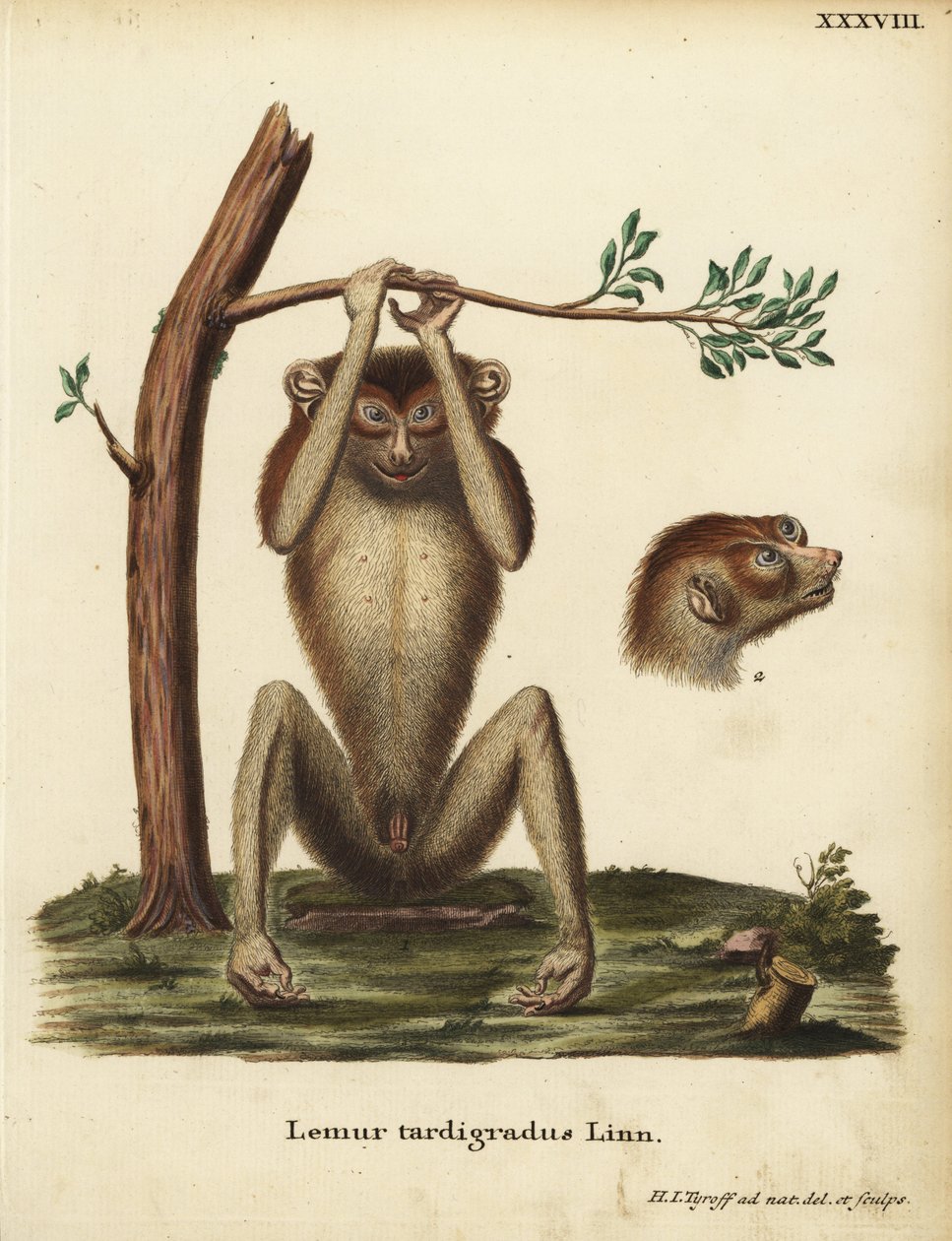 Loris tardigradus, lemur powolny lub loris czerwony smukły. Zagrożony. Lemur tardigradus Linn. Ręcznie kolorowany miedzioryt narysowany i wygrawerowany według natury przez Hermanna Jakoba Tyroffa z ilustracji Johanna Christiana Daniela Schrebera Animal Ill autorstwa Unbekannter Künstler