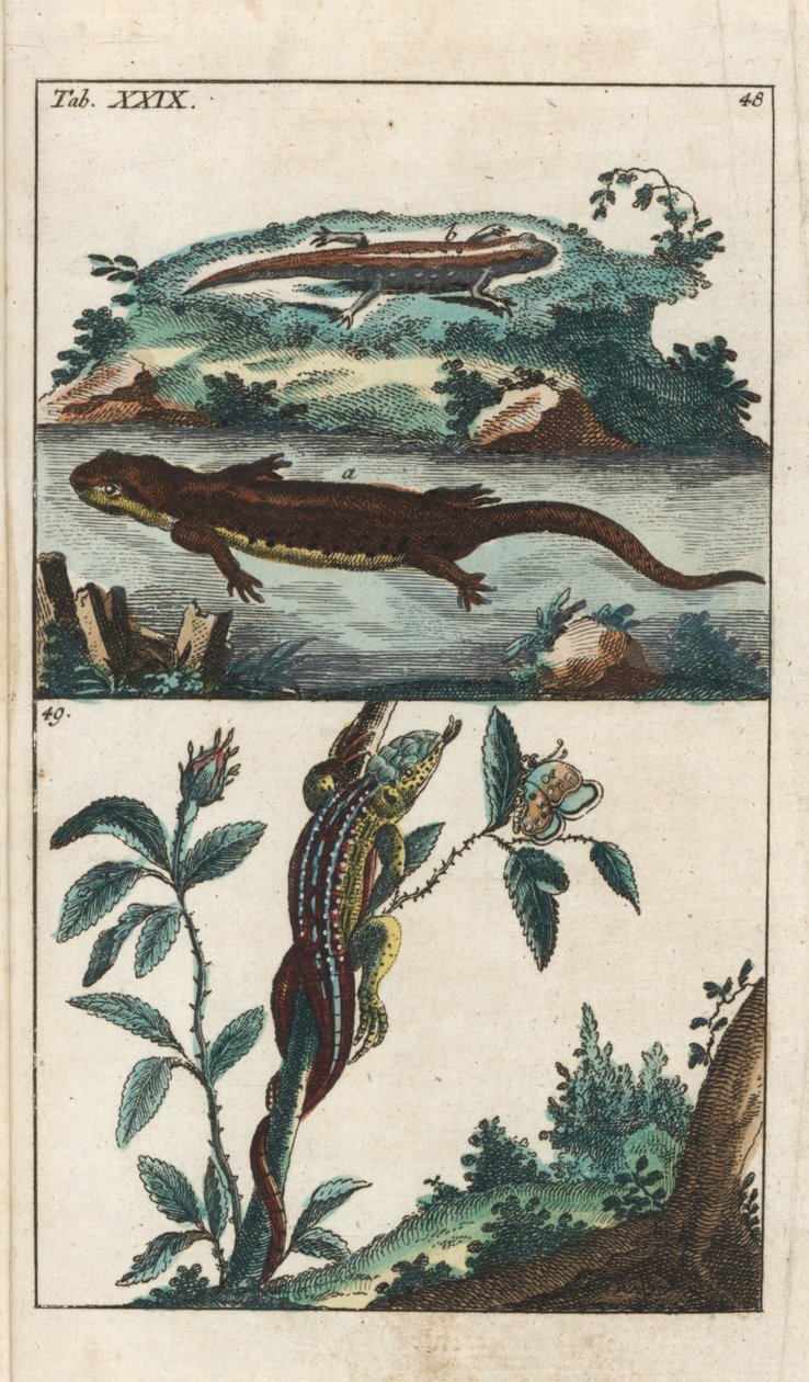 Gładki lub pospolity tryton i jaszczurka piaskowa - Silna woda autorstwa Gottlieba Tobiasa Wilhelma (1758-1811), z Encyklopedii Historii Naturalnej: Płazy autorstwa Unbekannter Künstler