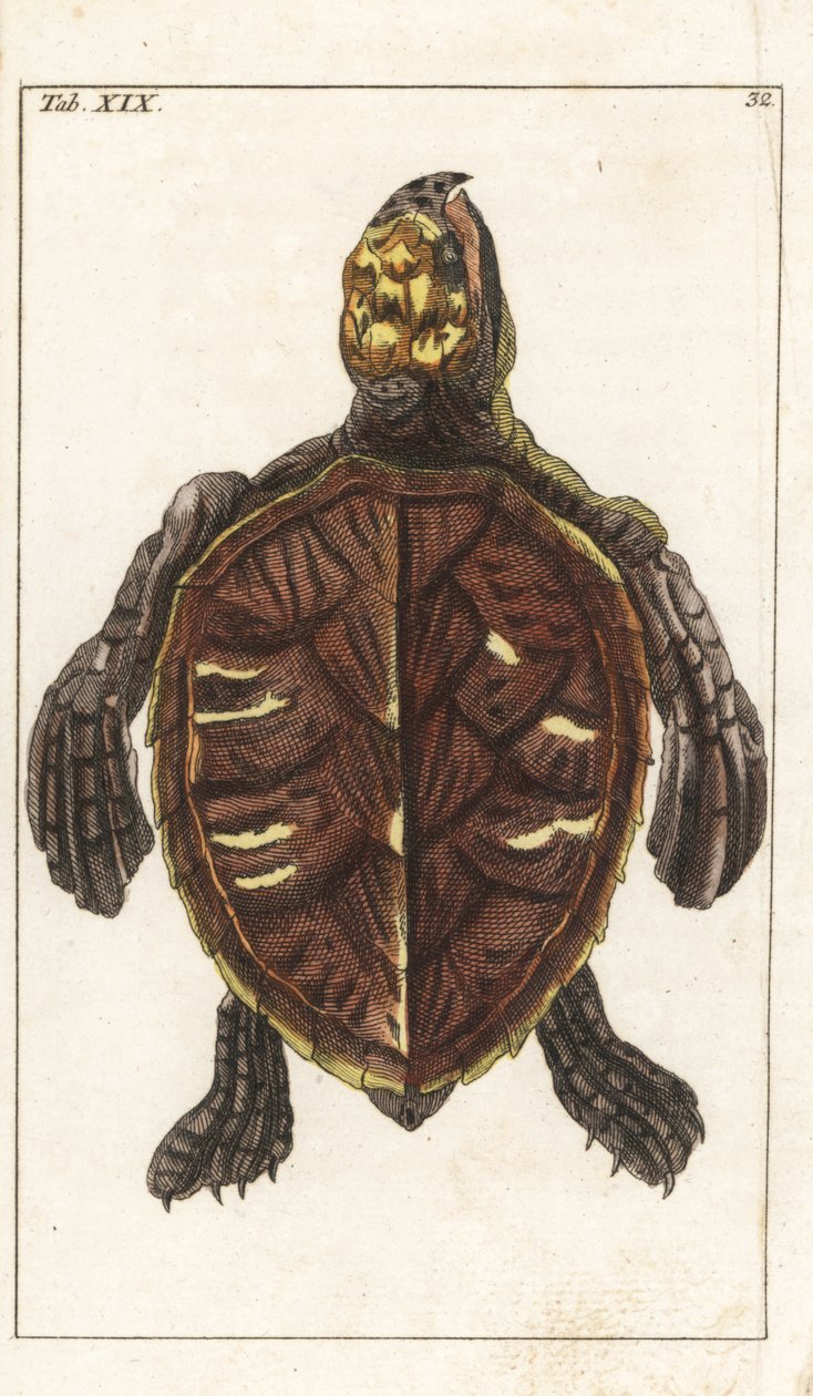 Snack Turtle lub Scale Turtle - Strong Water autorstwa Gottlieba Tobiasa Wilhelma (1758-1811), z Encyclopedie of Natural History: Płazy autorstwa Unbekannter Künstler