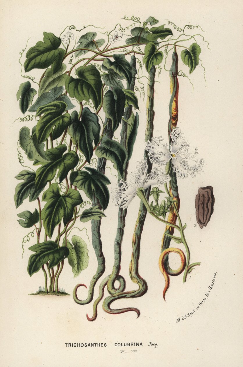 Wężowa tykwa, Trichosanthes cucumerina (ogórek wężowy lub kwiat włochaty, Trichosanthes colubrina). Ręcznie kolorowana litografia z książki Louisa van Houtte