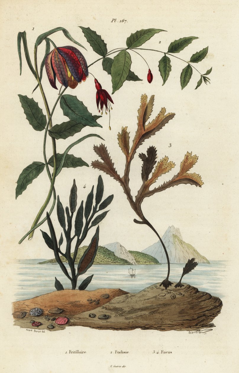 Fritillary głowy węża, Fritillaria meleagris 1, koliber fuksja, Fuchsia magellanica 2, morszczyn zębaty, Fucus serratus 3 i Fucus siliqueux 4. Fritillaire, Fuchsie, Fucus autorstwa Unbekannt