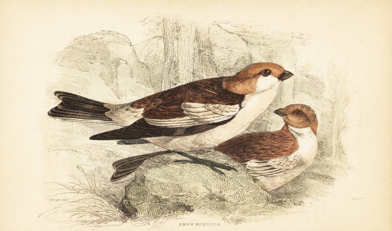 Trznadel śnieżny, Plectrophenax nivalis.1889 (grawerunek) autorstwa Unbekannter Künstler