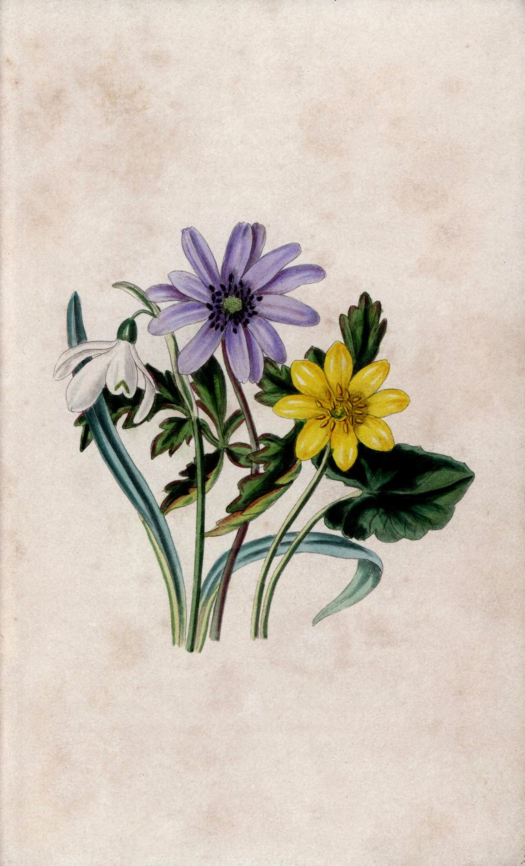 Przebiśnieg, niebieski zawilec i mały glistnik. Litografia autorstwa Louisy Anne Twamley (1812-1895) w Our Wild Flower, Charles Tilt, Londyn, Anglia autorstwa Unbekannter Künstler