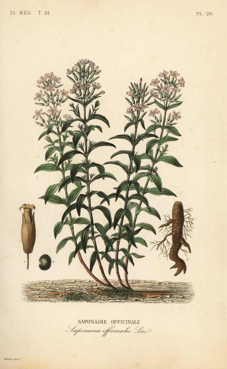 Mydlnica lekarska lub mydlnica lekarska, Saponaria officinalis, Saponaire officinale autorstwa Unbekannt