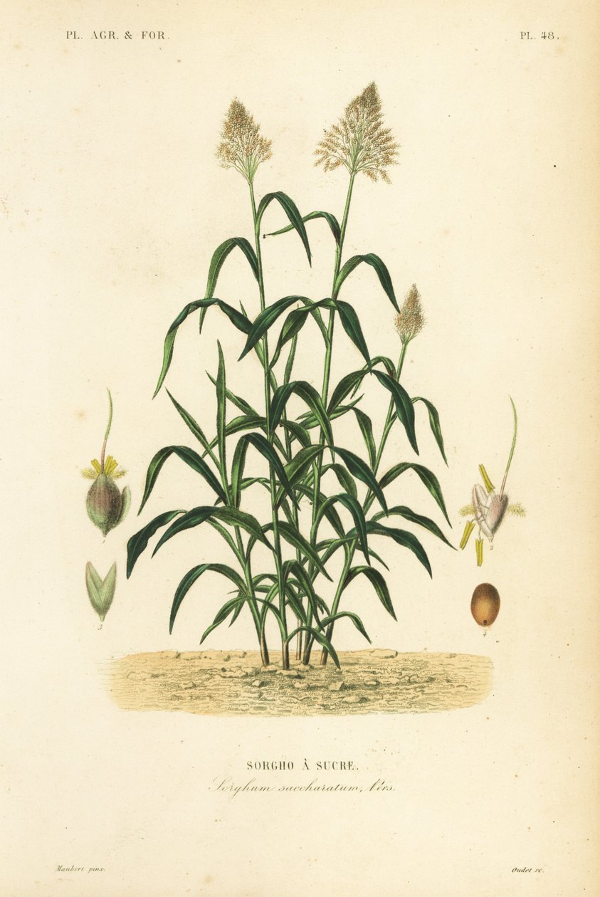 Sorgo Trawa, Proso zwyczajne, Dhaurra, Jowari i Milo, Sorghum Bicolour, Sorghum Saccharitum, Sorgho da Sucre autorstwa Unbekannt