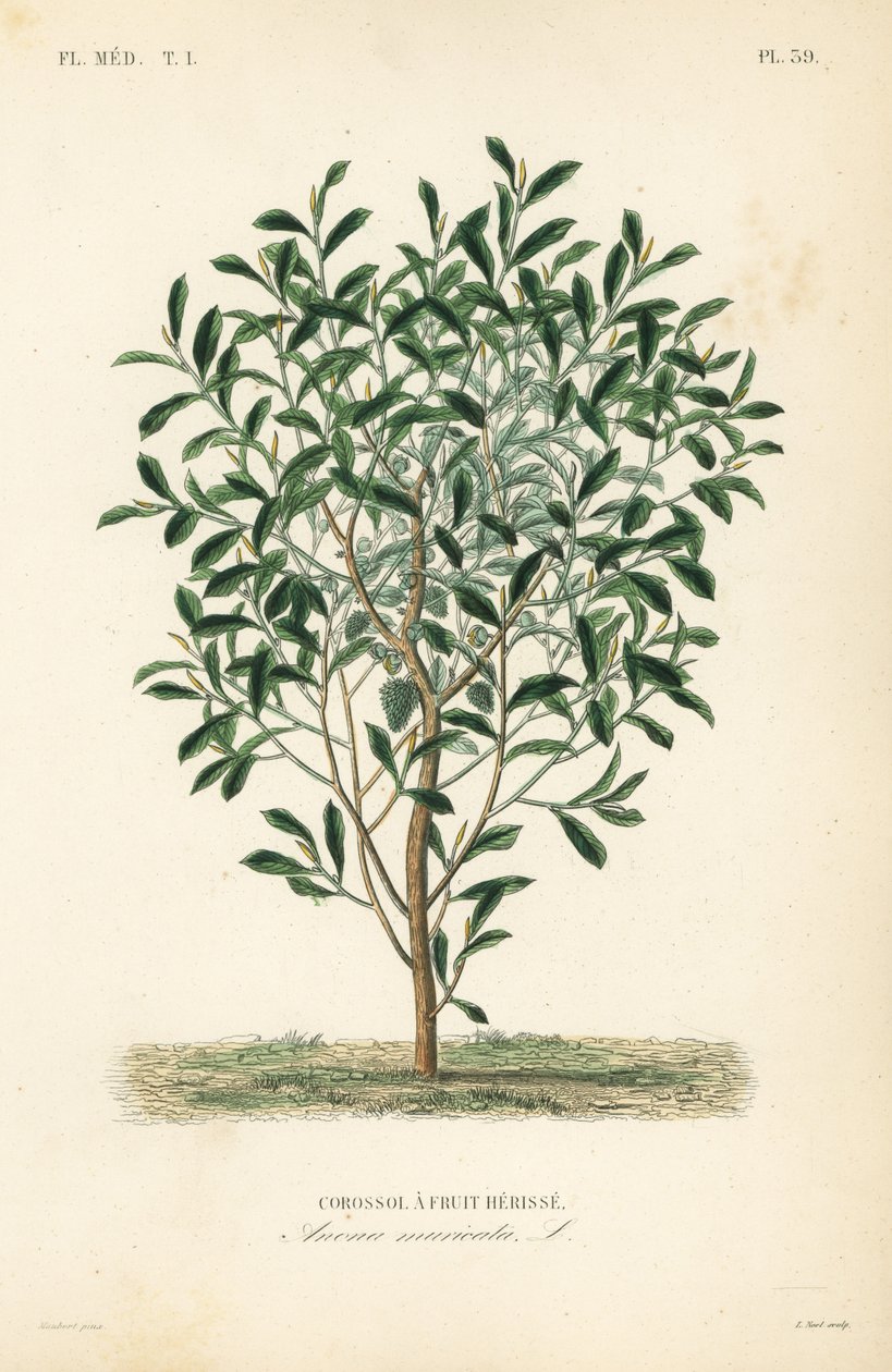 Soursop, drzewo graviola lub guyabano, Annona muricata, Corossol a owocowa herisse autorstwa Unbekannt