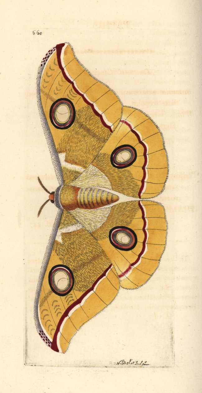 Południowoindyjski tussore mały, Antheraea paphia (Phalaena paphia). Ilustracja narysowana i wygrawerowana przez Richarda Polydore
