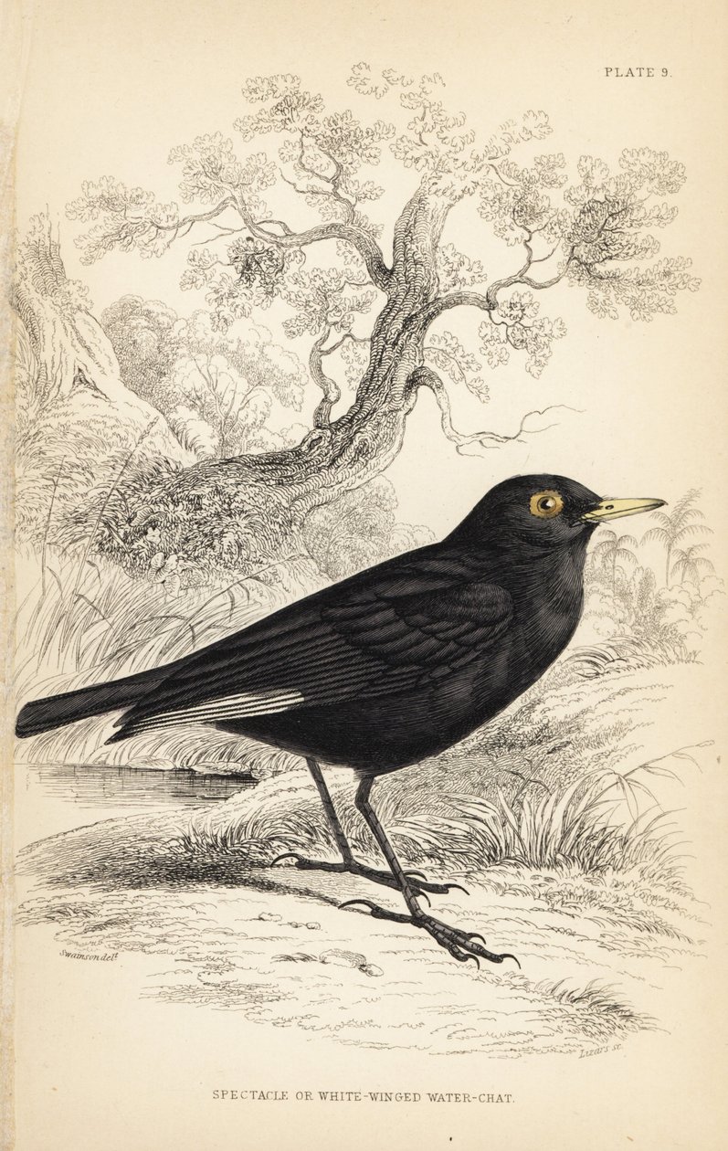 Tyran widmowy, Hymenops perspicillatus (tyran widmowy lub białoskrzydły, Perspicilla leucoptera). Ręcznie kolorowany staloryt autorstwa Williama Lizarsa na podstawie ilustracji Williama Swainsona z Naturalist