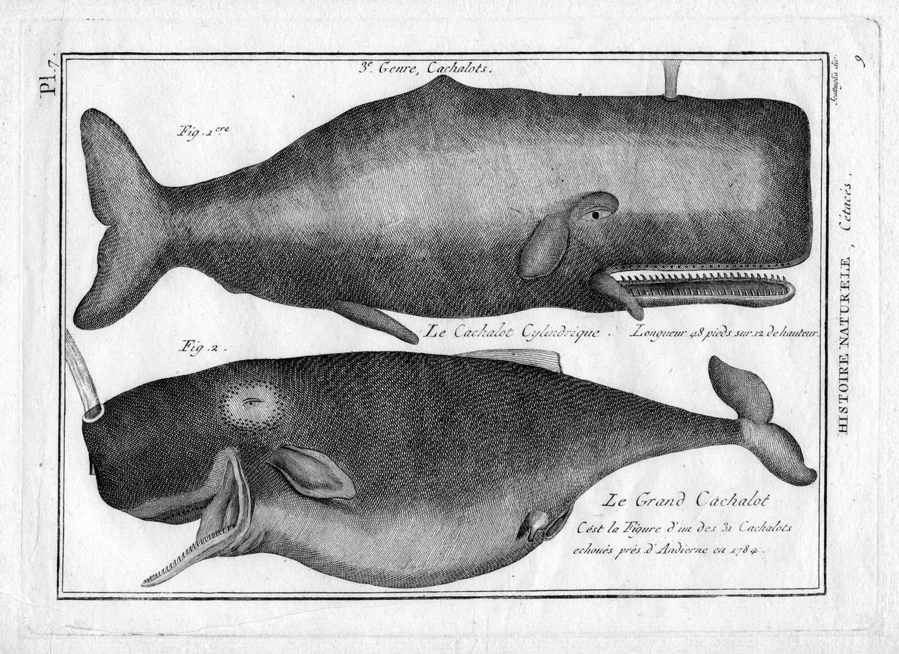 Kaszaloty w "Painting Encyclopedique et Methodique des trois Regnes de la Nature" Pierre