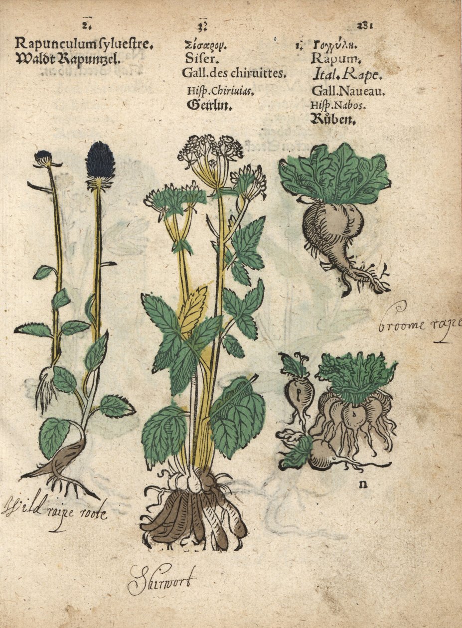 Rampion kolczasty, Phyteuma spicatum, skirret, Sium sisarum, i rzepa, Brassica rapa. Ręcznie kolorowany drzeworyt przedstawiający ilustrację botaniczną z Krauterbuch lub Herbal Adama Lonicera, Frankfurt autorstwa Unbekannter Künstler