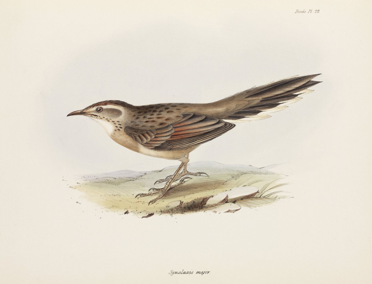Spinetail, Ameryka Południowa, ok. 1832-1836 autorstwa Unbekannter Künstler