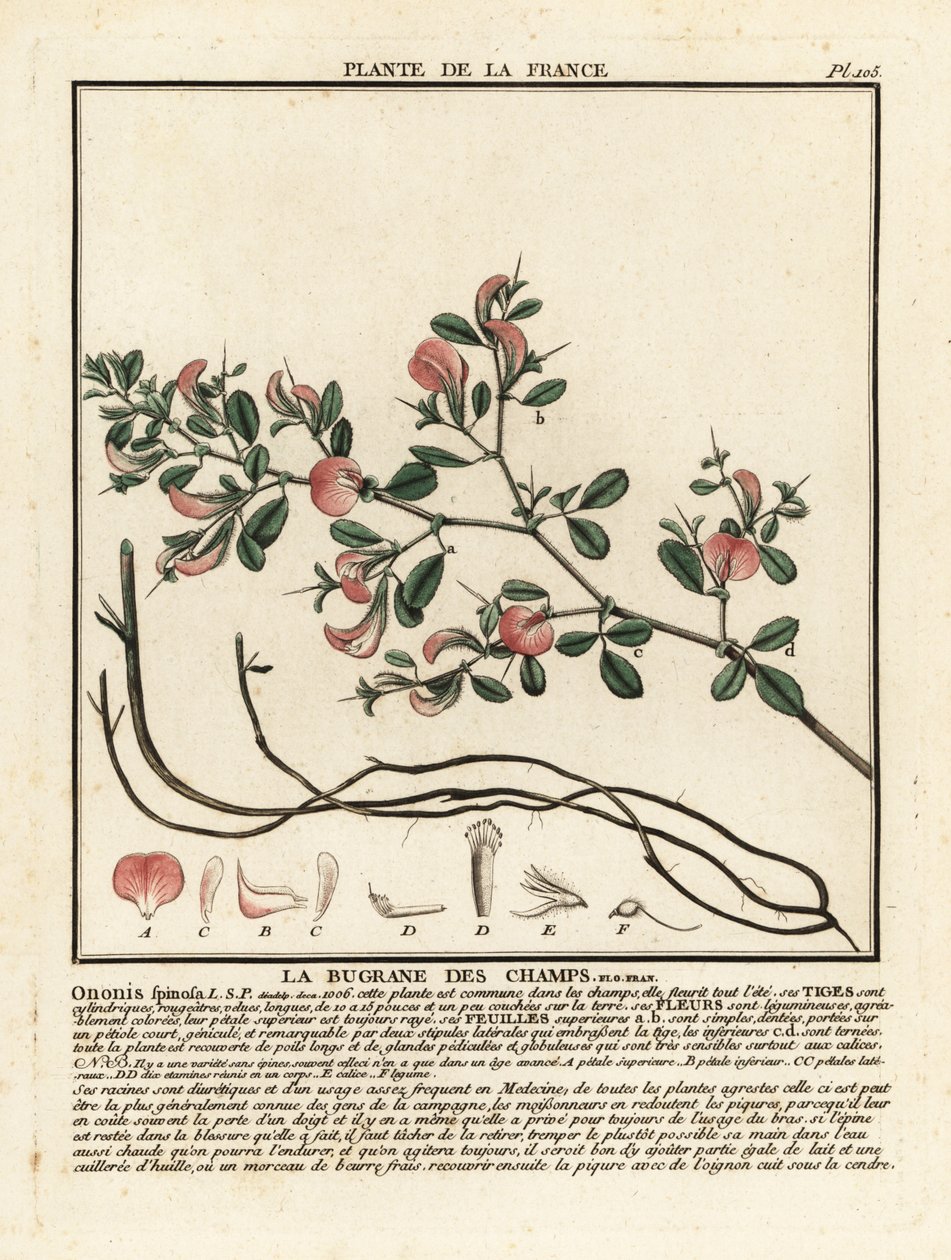 Kolczasty Retharrow, La bugrane des Champs, Ononis spinosa. autorstwa Unbekannter Künstler