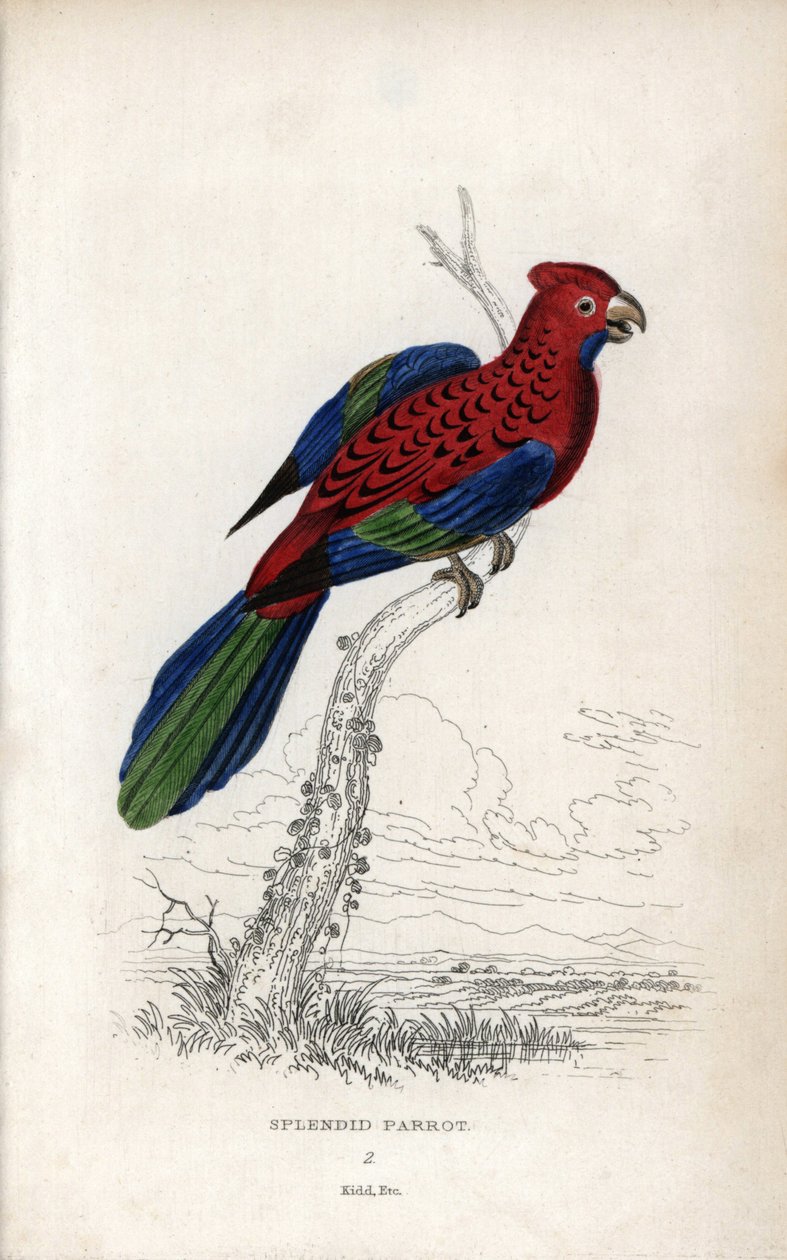 Papuga wspaniała (Psittacus gloriosus). Platycerus elegans. Litografia Josepha Kidda, na podstawie rysunku Johna Audubona, w Miscellany of Natural History: Parrots, Sir Thomas DiK Lauder and Captain Thomas Brown, opublikowanym w Edynburgu w Szkocji w 1833  autorstwa Unbekannter Künstler