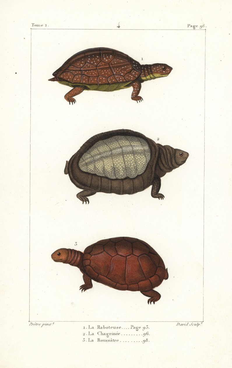 Żółw plamisty, Rhinoclemmys punctularia 1, żółw indyjski, Lyssemys punctata 2 i północnoafrykański żółw hełmiasty, Pelomedusa subrufa olivacea. Ręcznie kolorowany miedzioryt autorstwa Davida na podstawie ilustracji Jeana-Gabriela Pretre